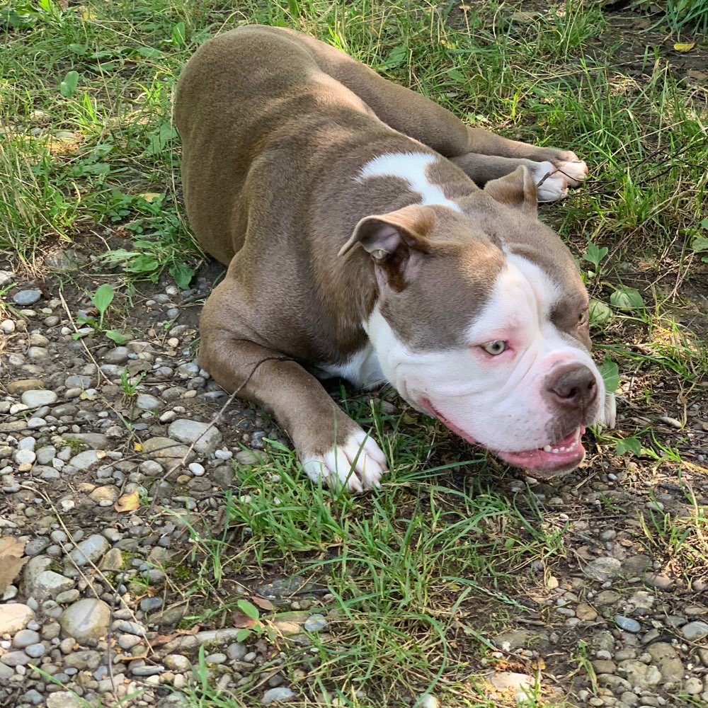 Hundetreffen-Gassitreffen-Profilbild