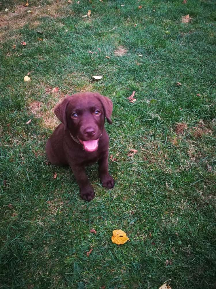 Hundetreffen-Spielrunde in Luhden-Profilbild