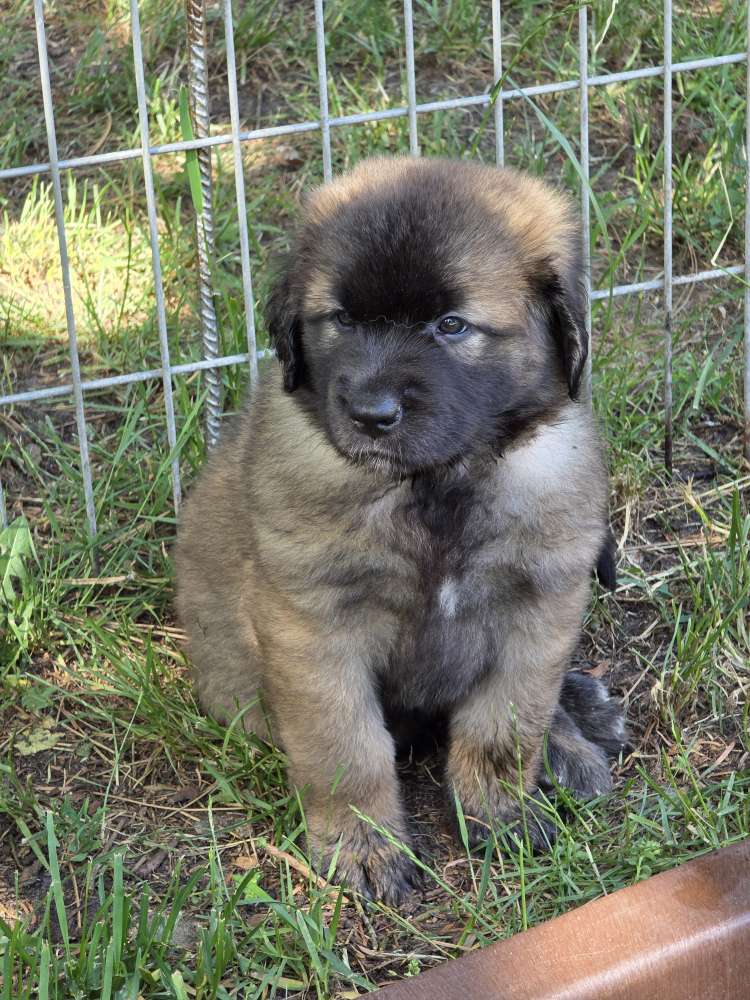 Hundetreffen-Welpenrunde in Luhden-Profilbild