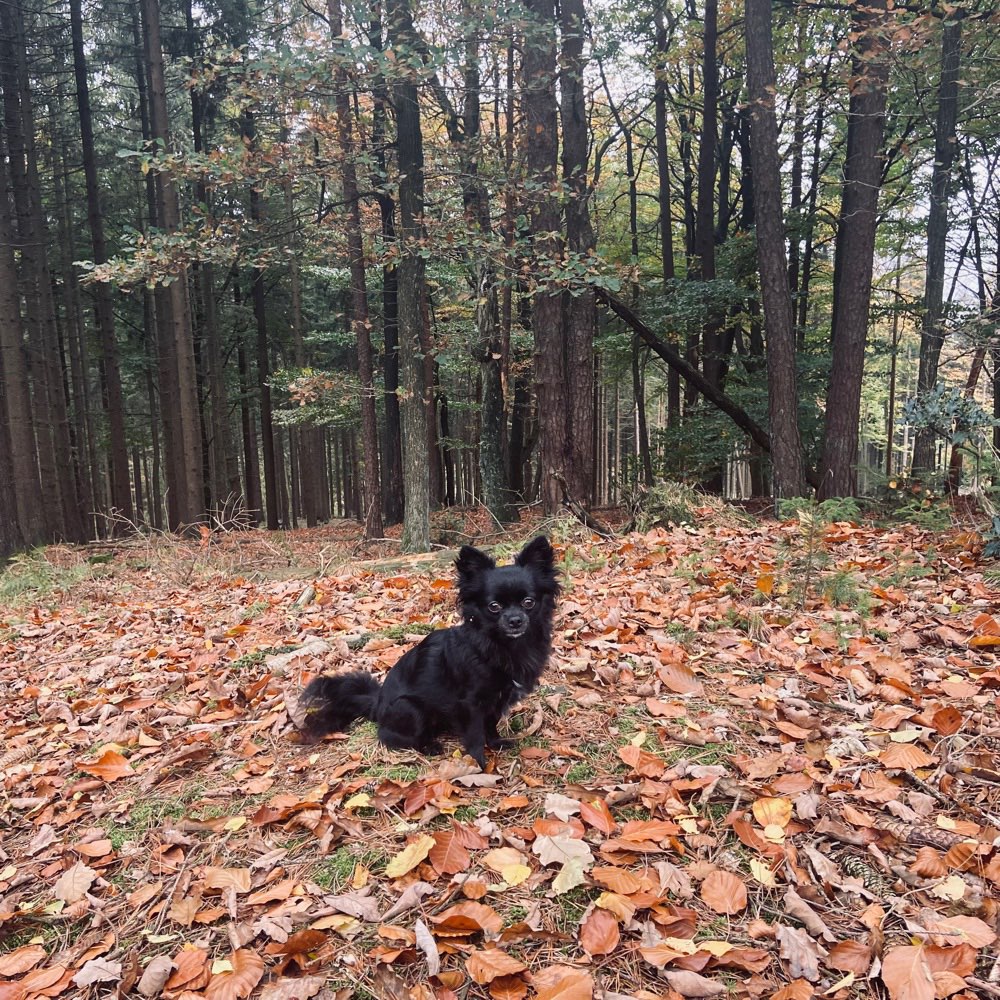 Hundetreffen-Gassirunde-Profilbild