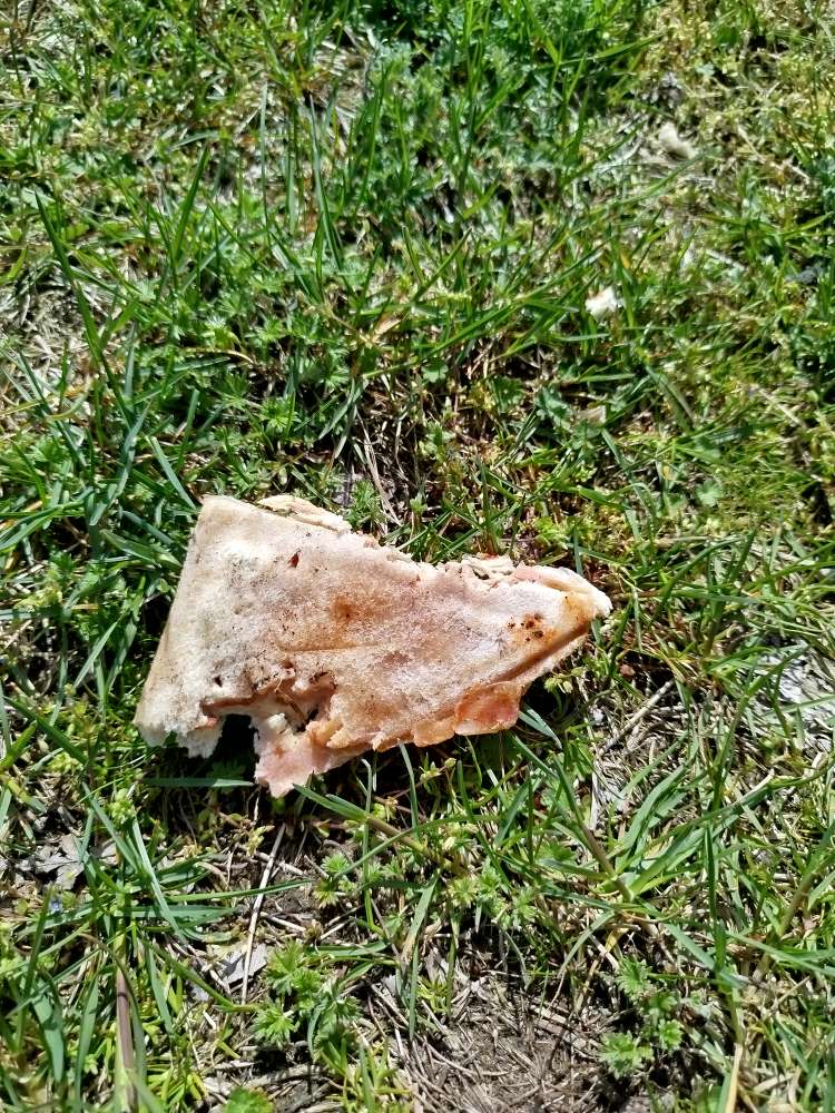 Giftköder-Vorsicht Giftköder in 04769 Niedergoseln-Profilbild