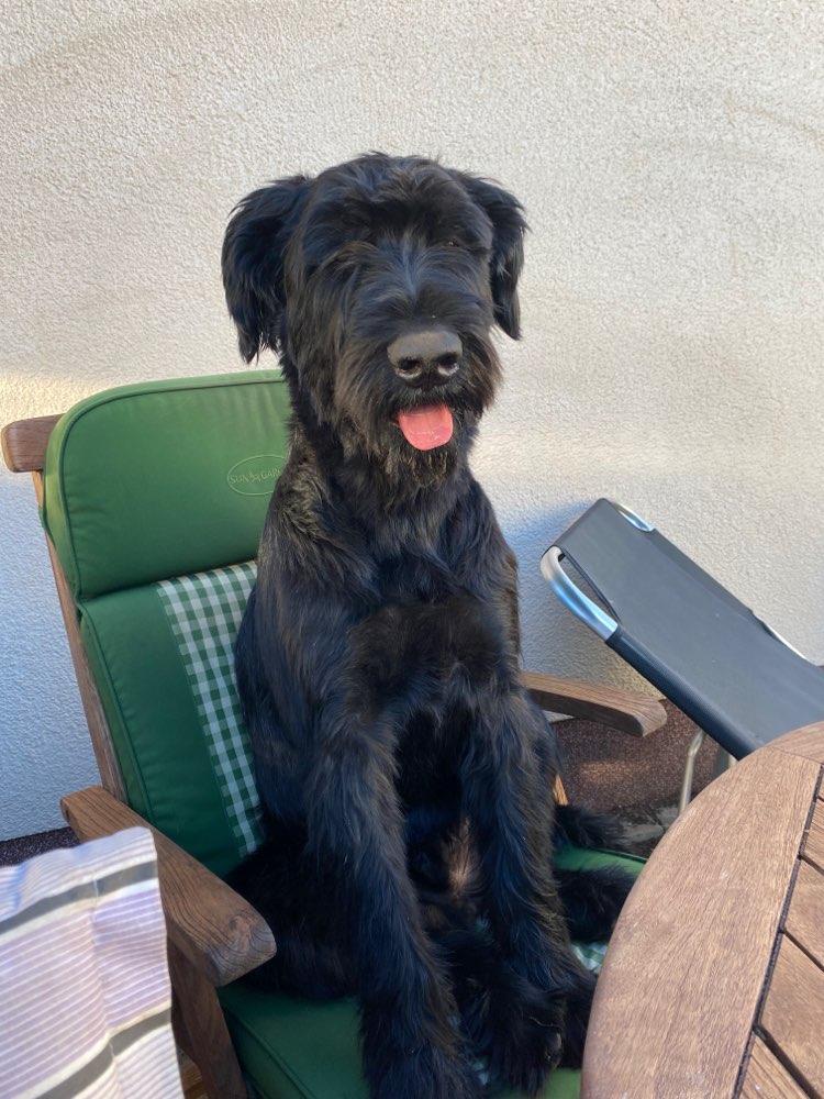 Hundetreffen-Sehr sozialer Riese sucht robusten Spielgefährten-Profilbild