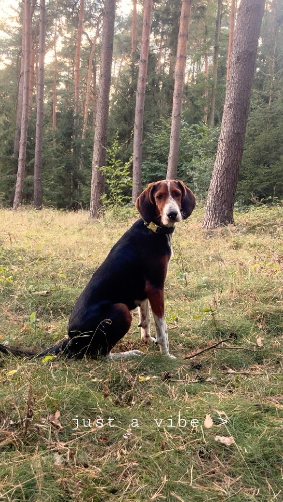 Hundetreffen-Spielfreunde gesucht 🐶-Profilbild