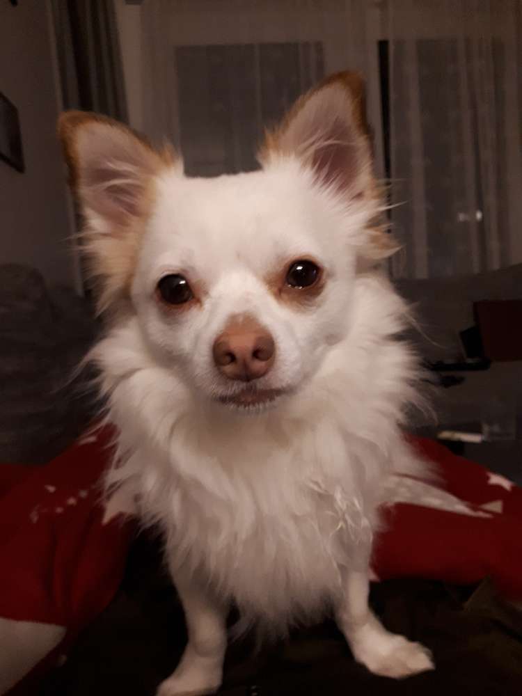 Hundetreffen-Hundespiel-Profilbild