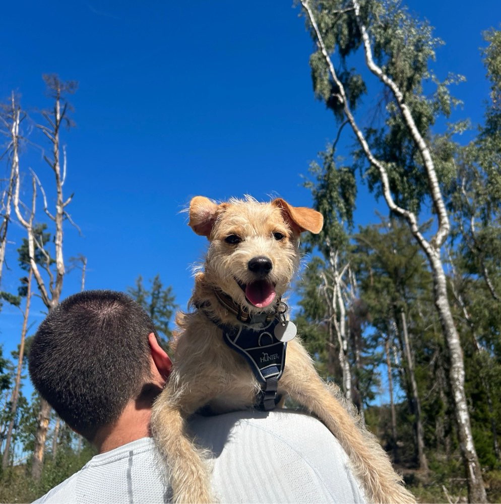 Hundetreffen-Souveräner, entspannter Hund für Hundebegegnung gesucht-Profilbild