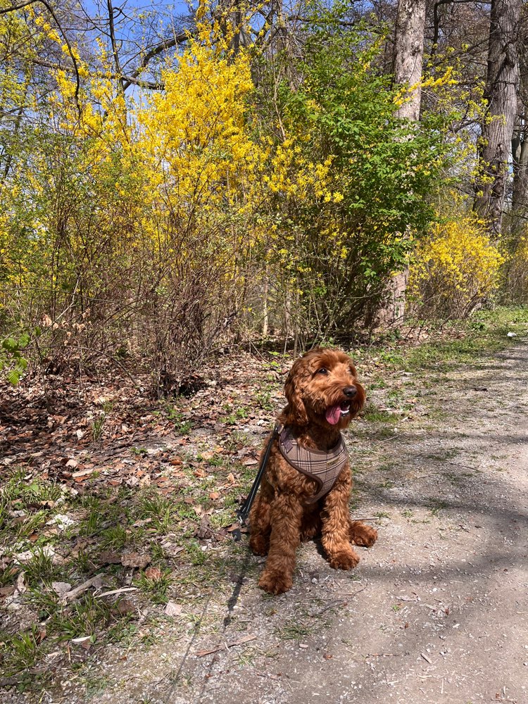 Hundetreffen-Playpartner wanted-Profilbild