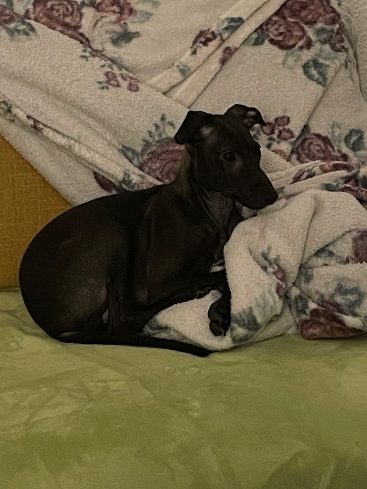 Hundetreffen-Welpenwalk in Essen Stadtwald-Profilbild