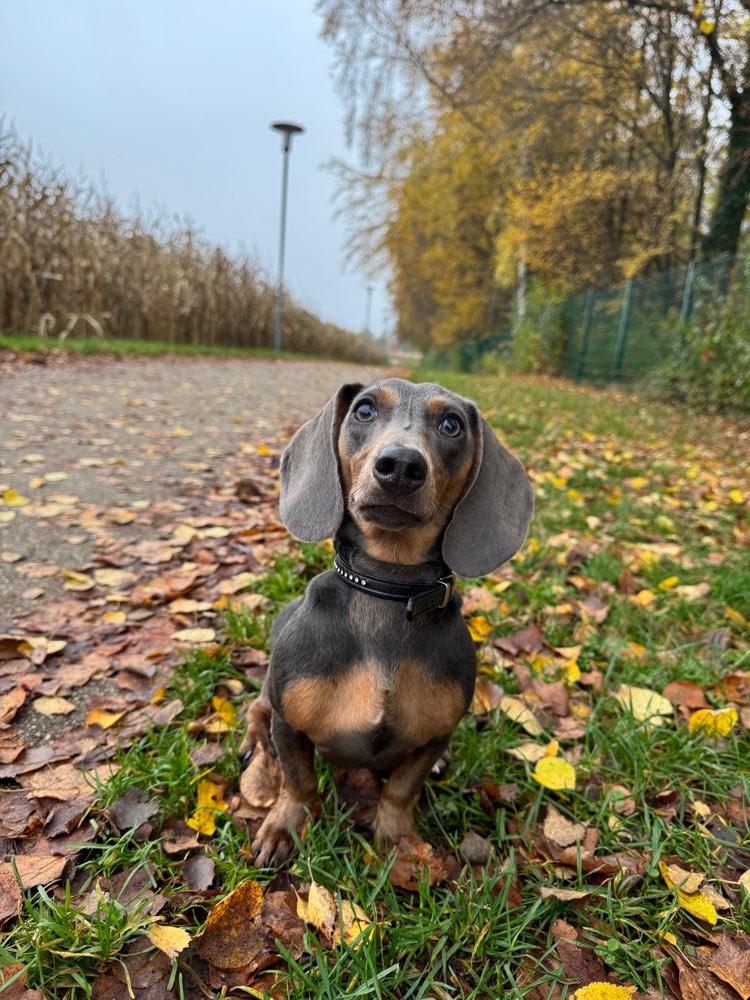 Hundetreffen-Spielen und Gassi-Profilbild