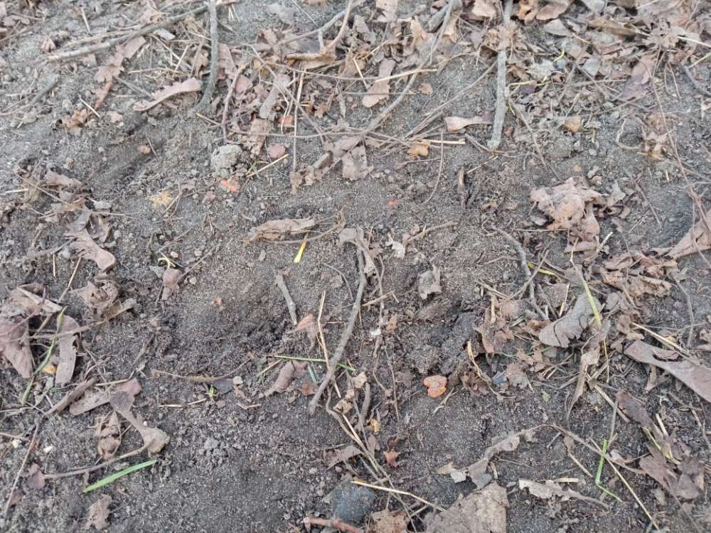 Giftköder-Trockenfutter am Boden-Profilbild