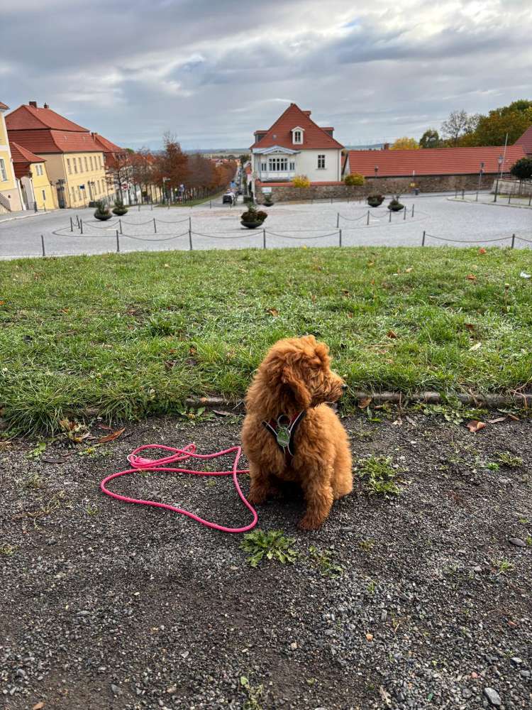 Hundetreffen-Welpentreffen in Ballenstedt-Profilbild