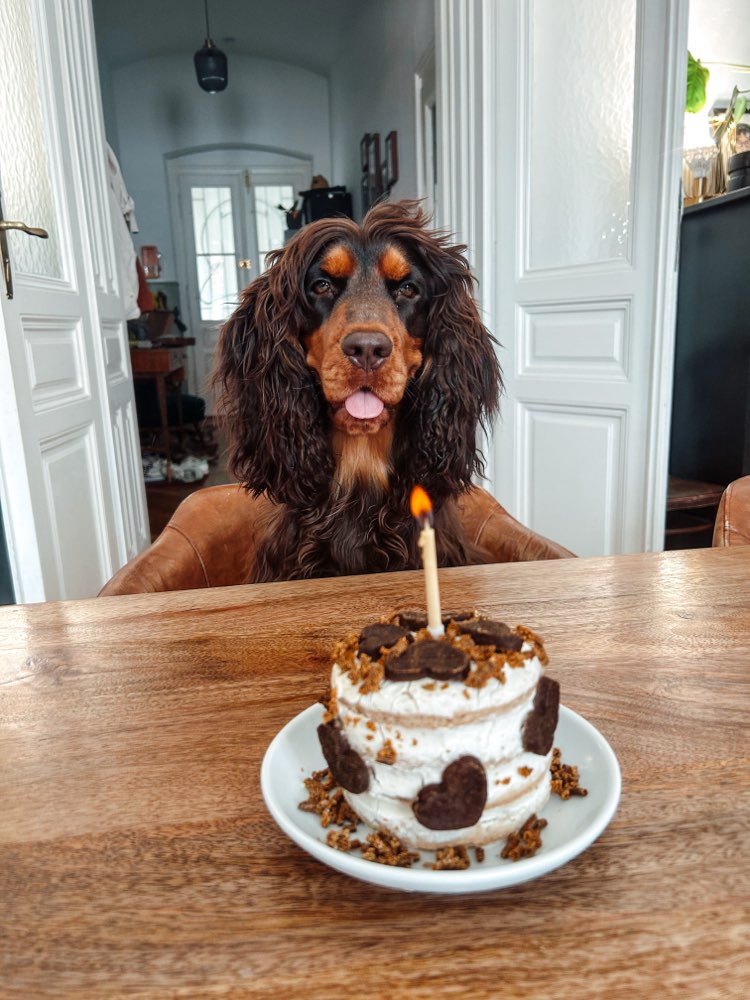 Hundetreffen-Gassi / Spielen 1060 Wien-Profilbild