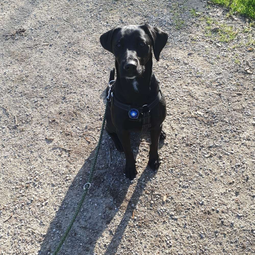 Hundetreffen-Gassi und Spielen-Profilbild