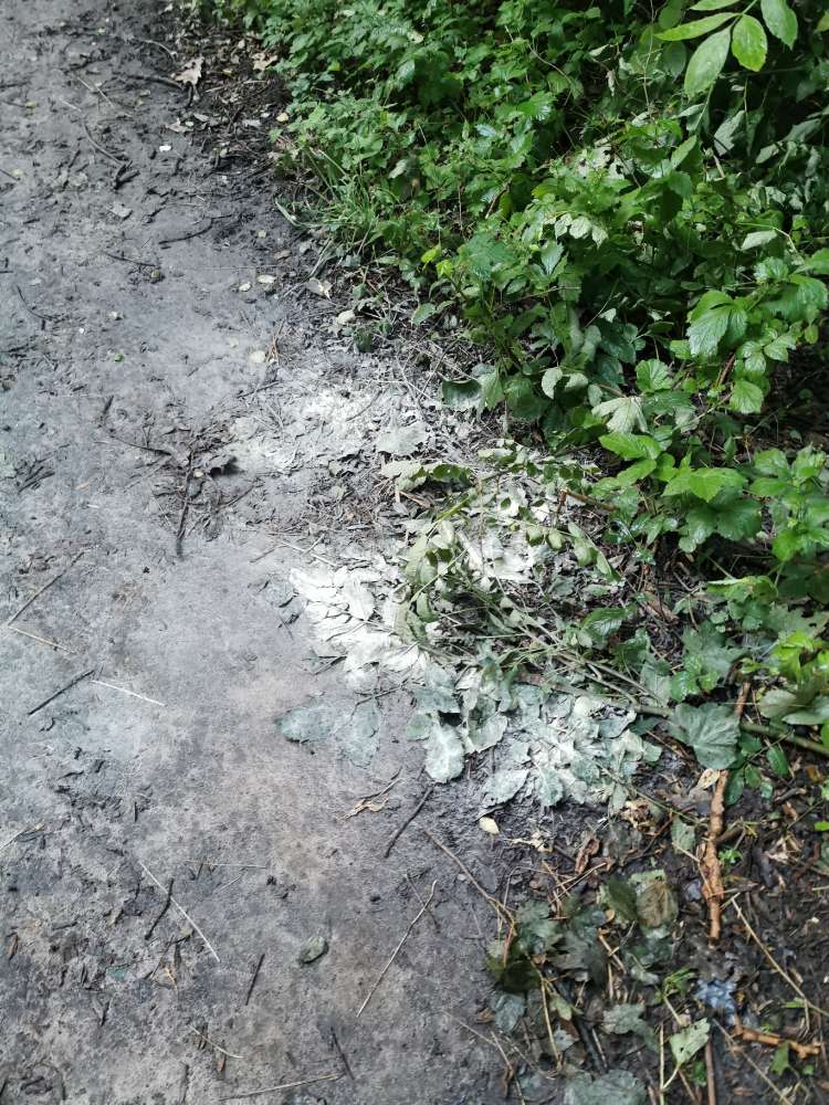 Giftköder-komisches Pulver auf dem Boden-Profilbild