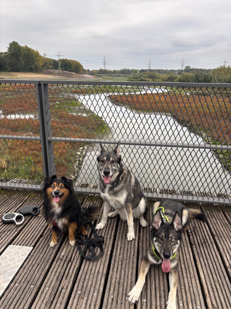 Hundetreffen-Treffen in Dortmund Nette und Umgebung-Profilbild