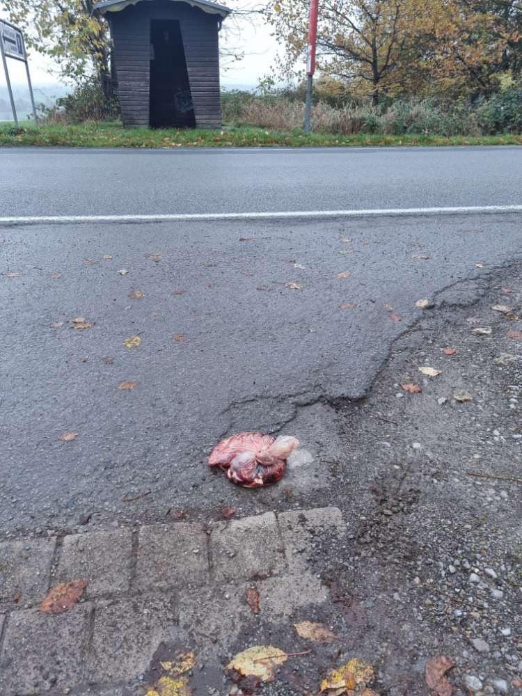 Giftköder-Tüte mit Knochen und Fleischresten-Profilbild