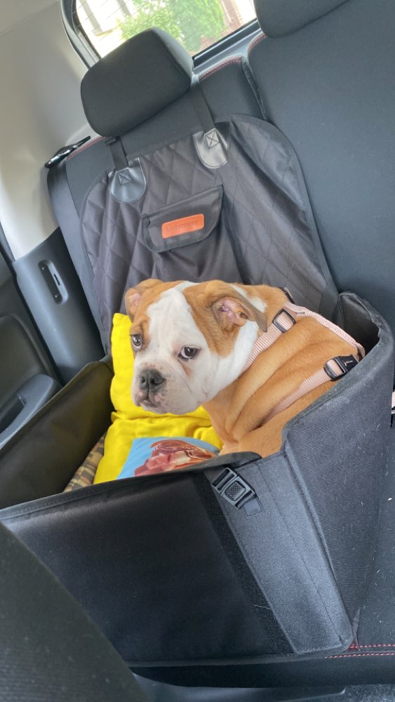 Hundetreffen-Spielkameraden gesucht-Profilbild