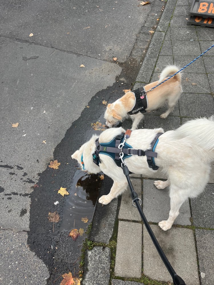 Hundetreffen-Spaziergänge/Wandern/Playdate-Profilbild