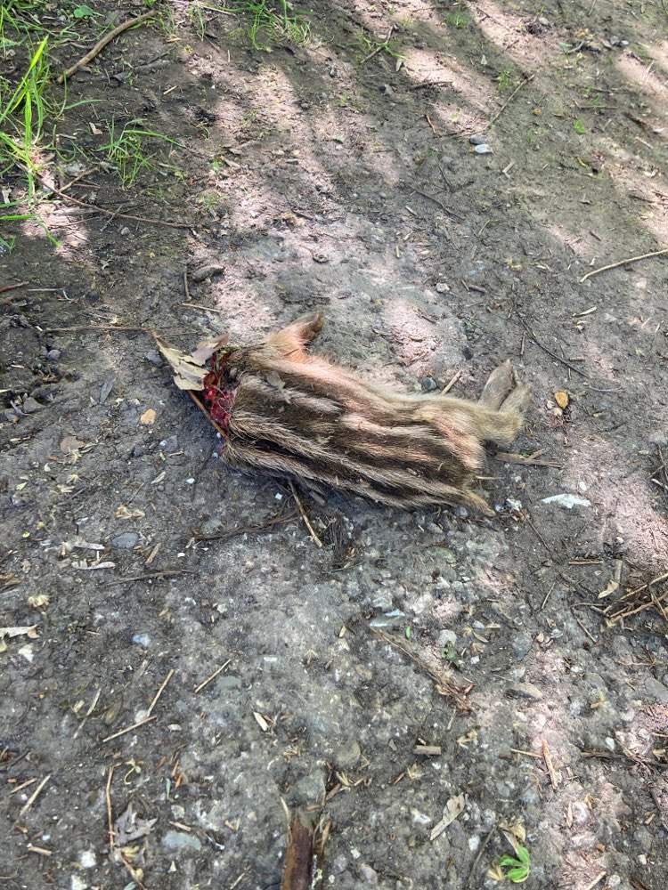 Giftköder-Toter Frischling-Profilbild