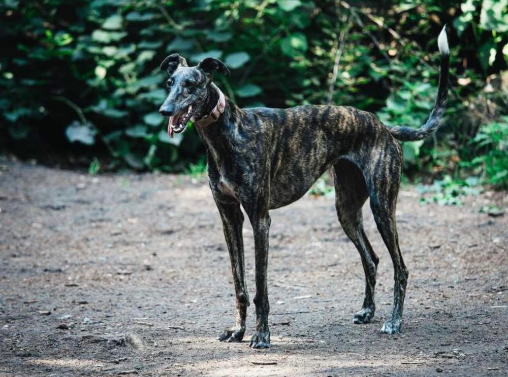 Hundetreffen-Windhund-Freunde gesucht!-Profilbild