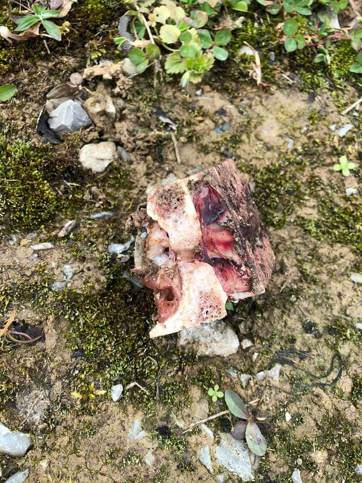 Giftköder-Seltsame Knochen-Profilbild