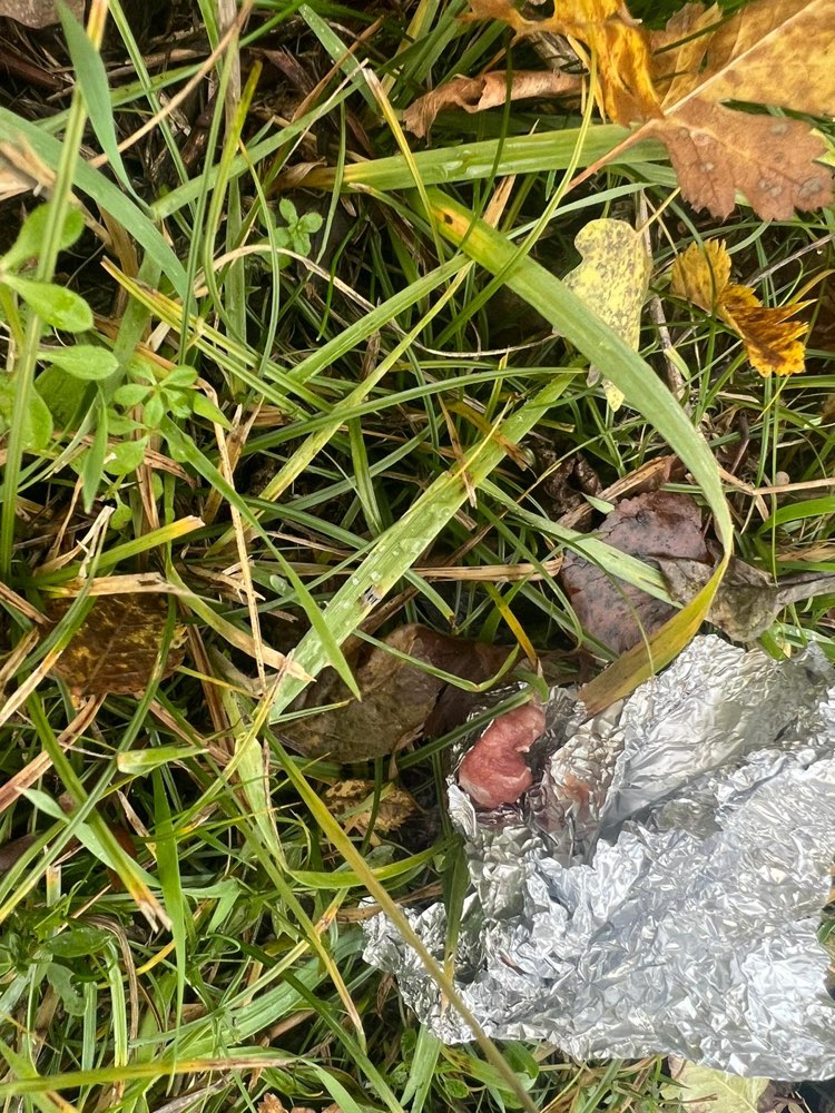 Giftköder-Fleisch in Alufolie evtl. Giftköder-Profilbild