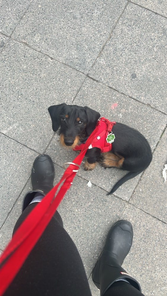 Hundetreffen-Gassi & Herumtoben-Profilbild