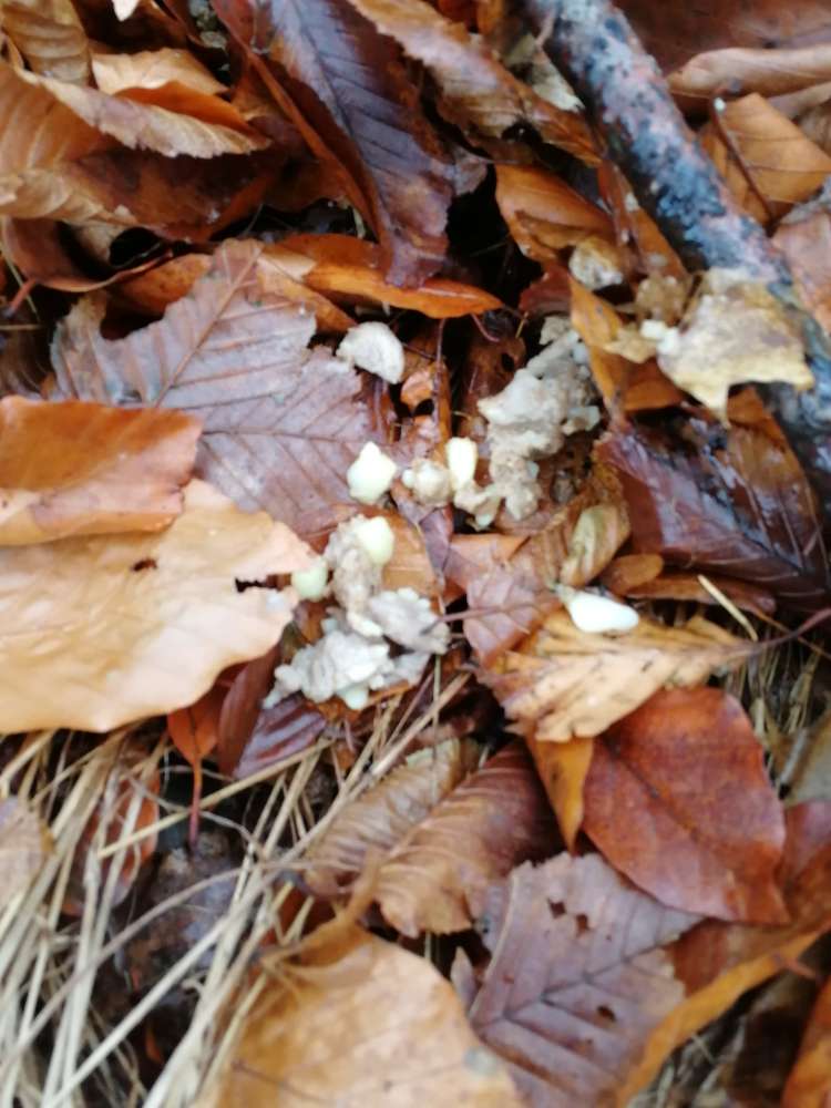 Giftköder-Eventuelle Giftköder-Profilbild