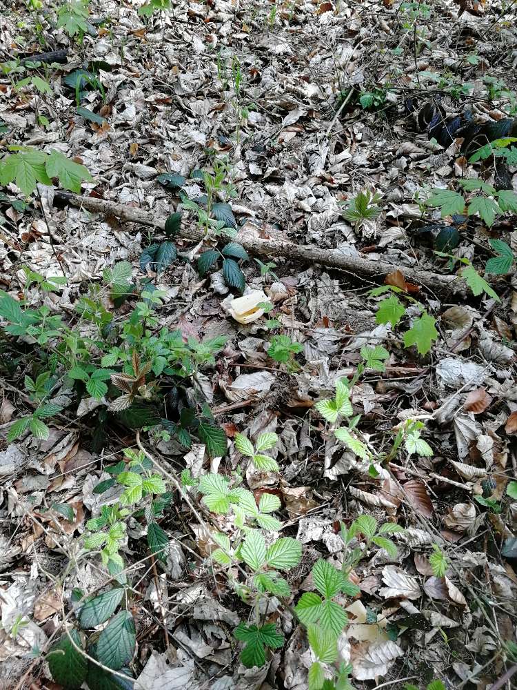 Giftköder-Ausgelegter Käse am Waldrand-Profilbild