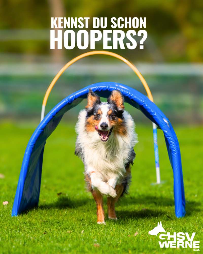 Hundetreffen-Hoopers-Profilbild