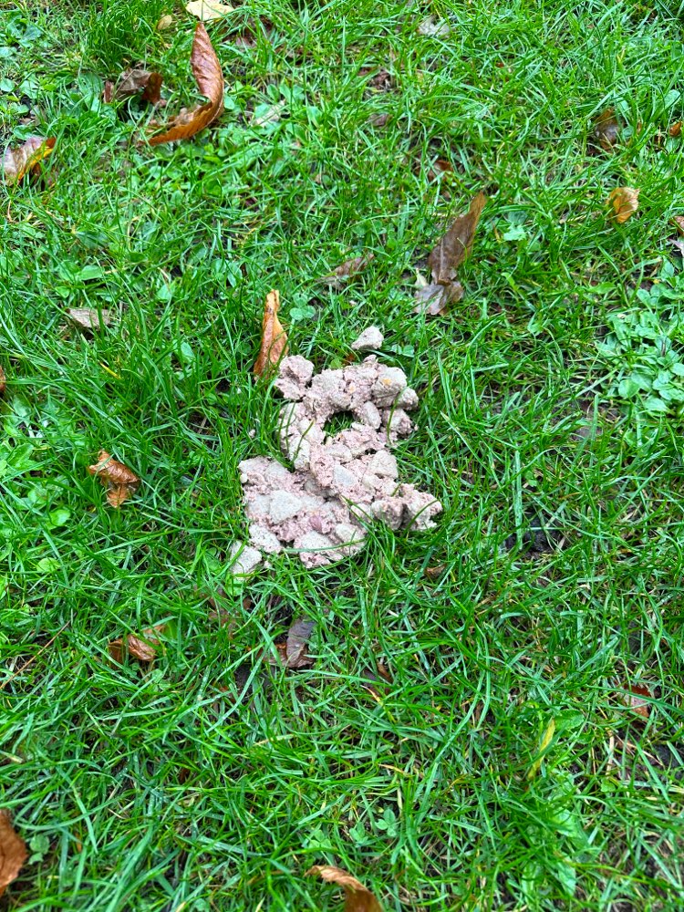 Giftköder-Ausgelegter Trockenfuttermix-Profilbild