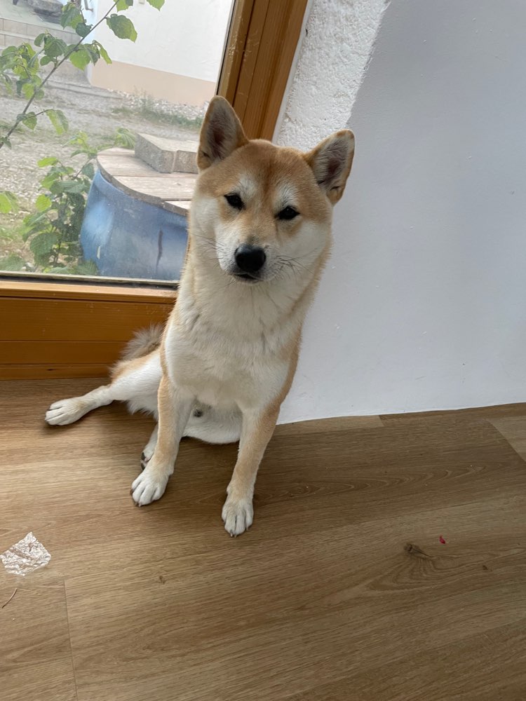 Hundetreffen-Social Walk und Training-Profilbild