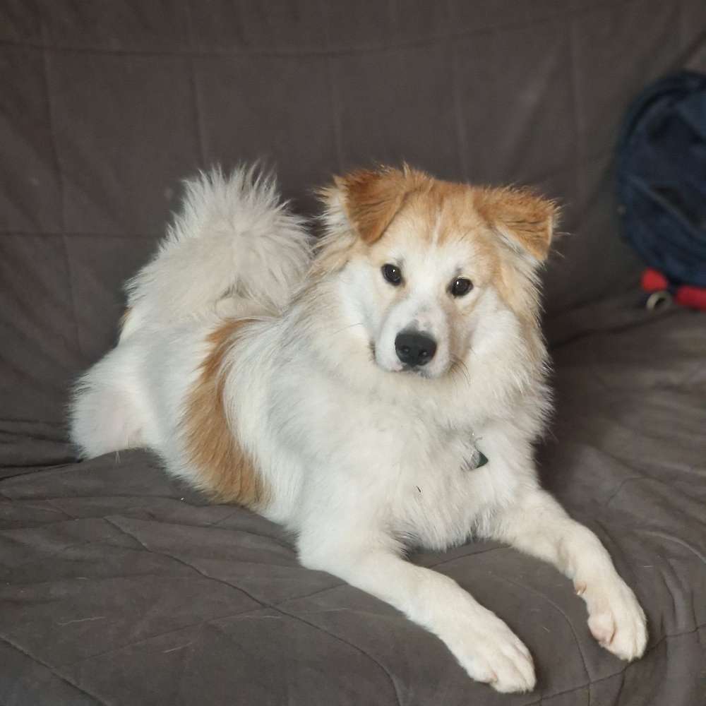 Hundetreffen-Gemeinsamer Spaziergang und Spielsessions für unseren kleinen Flumph-Profilbild