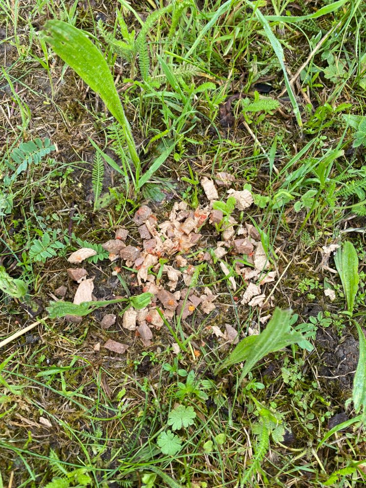 Giftköder-Seltsame Fleischstücke-Profilbild