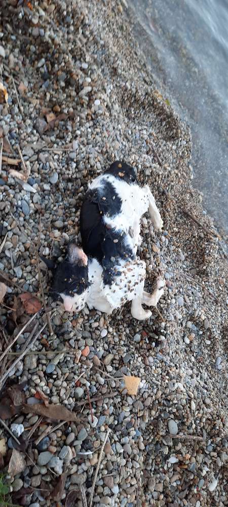 Giftköder-Tote Katze-Profilbild