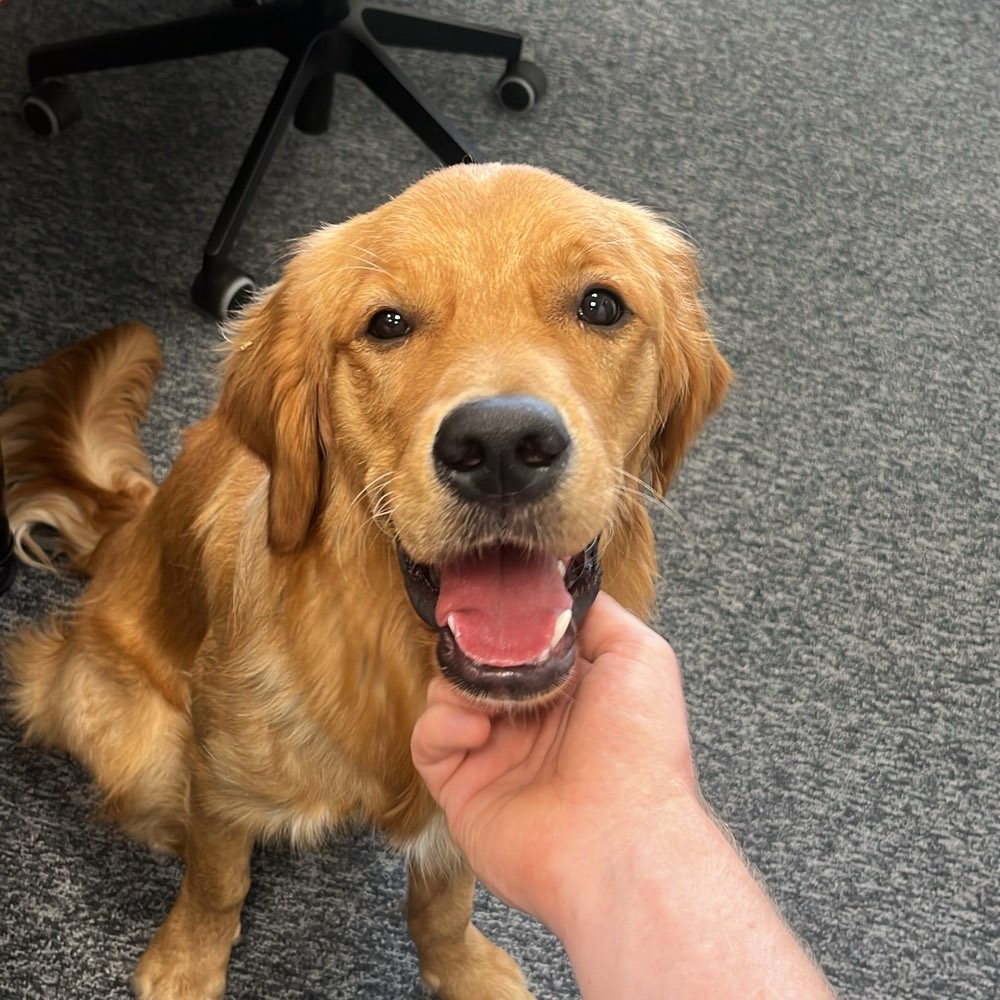 Hundetreffen-Winnie sucht Spielkamerad-Profilbild