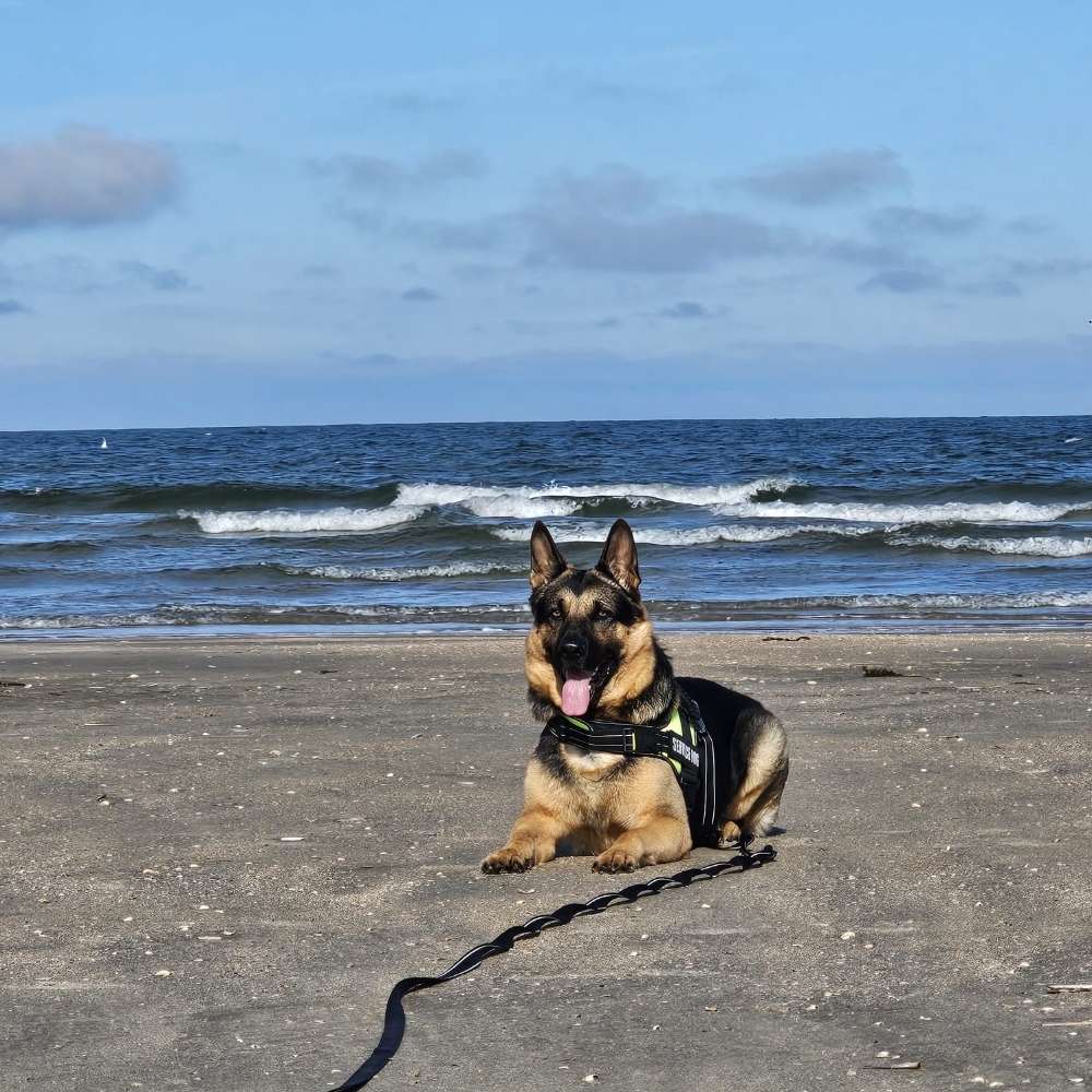 Hundetreffen-Gassi gehen und spielen-Profilbild