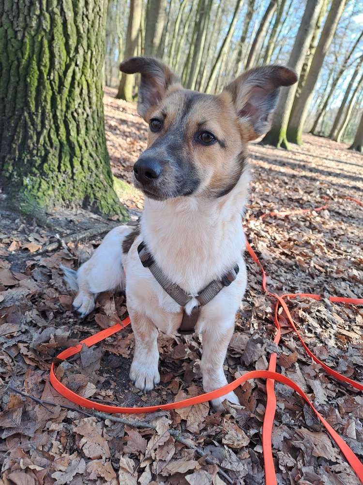 Hundetreffen-Treffen mit Junghund aus dem Tierschutz-Profilbild