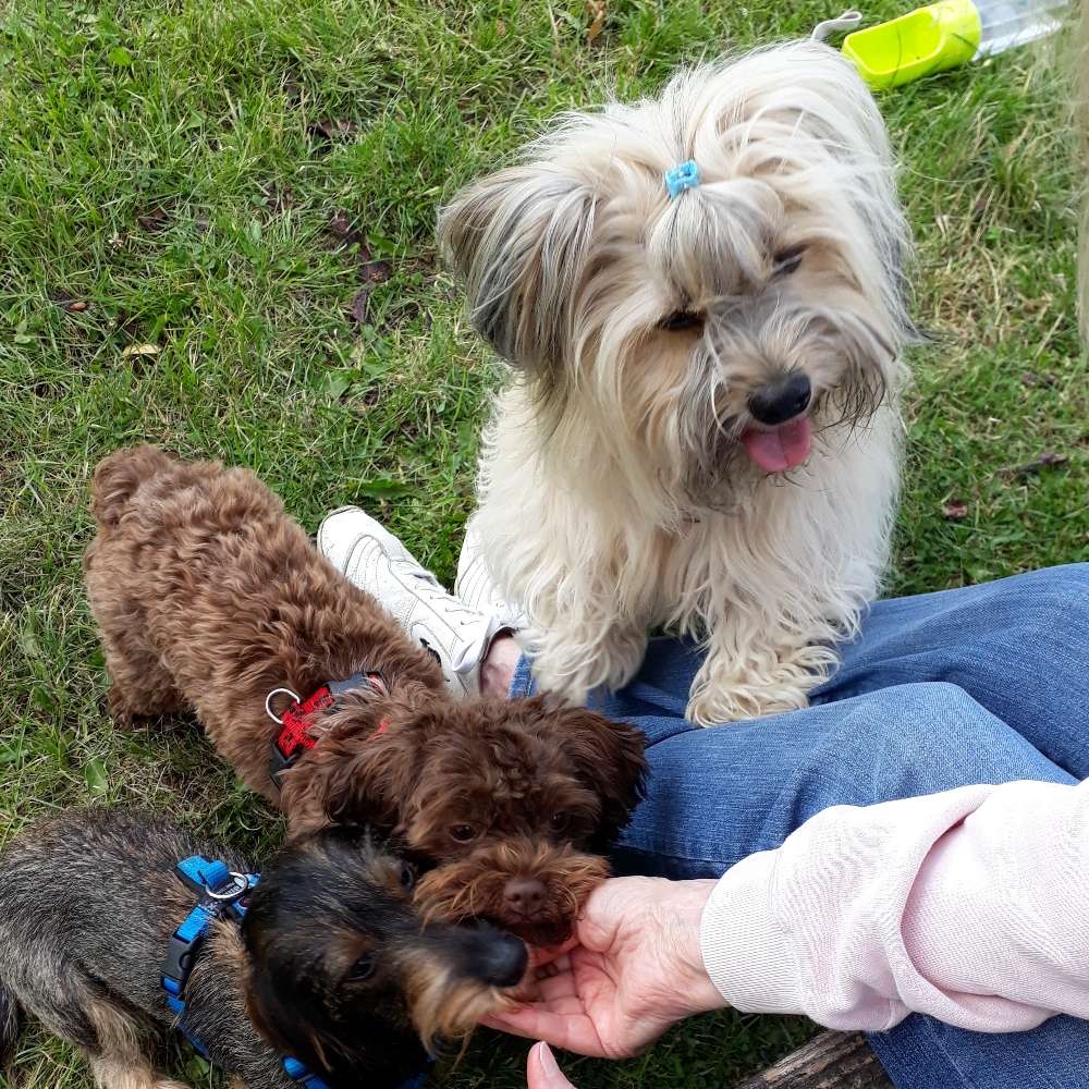 Hundetreffen-Kleine Hunde im Volkspark-Profilbild