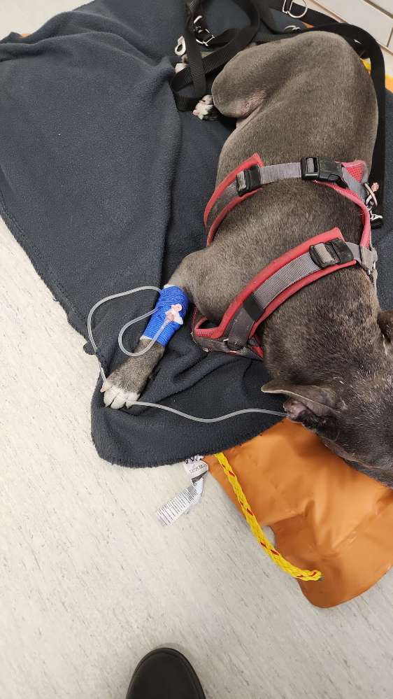 Giftköder-Giftköder-Profilbild