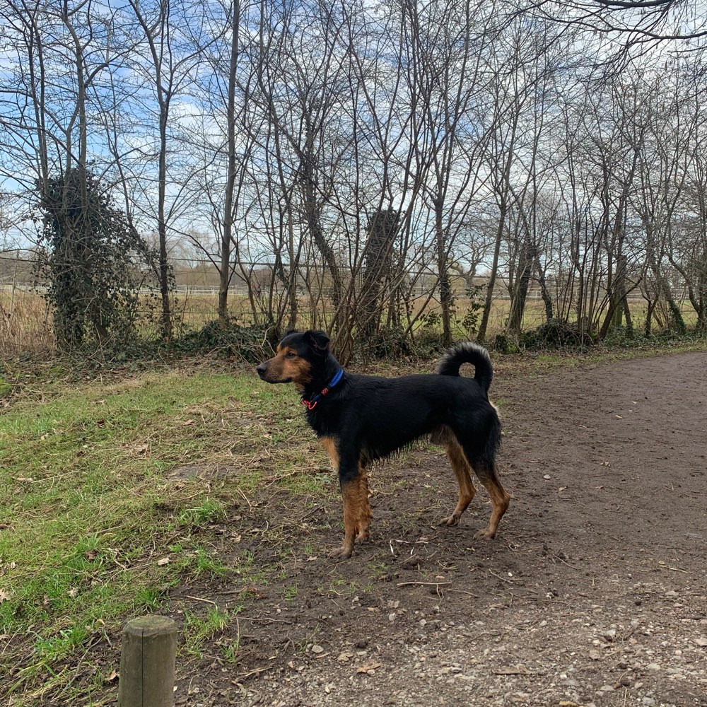 Hundetreffen-Gruppen treffen / Spielrunde-Profilbild