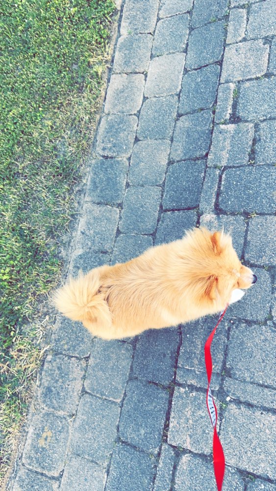 Hundetreffen-Suche Gassi oder Spieltreffen-Profilbild