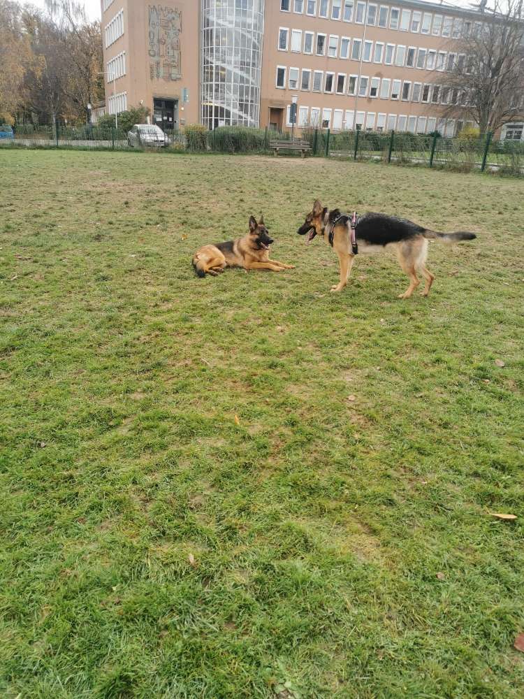 Hundetreffen-Spieltreffen-Profilbild