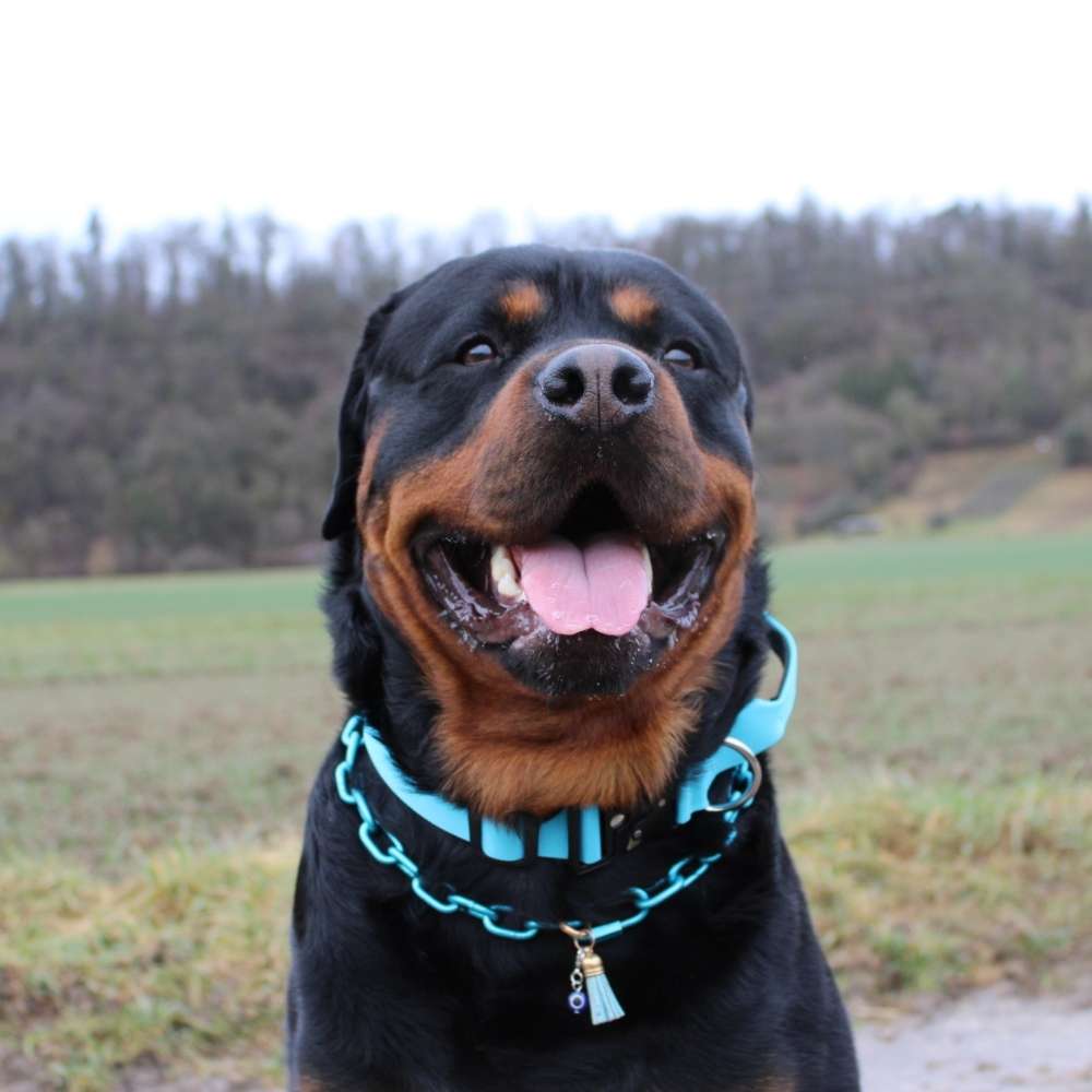 Hundetreffen-❤️Gemeinsam Gassi❤️-Profilbild
