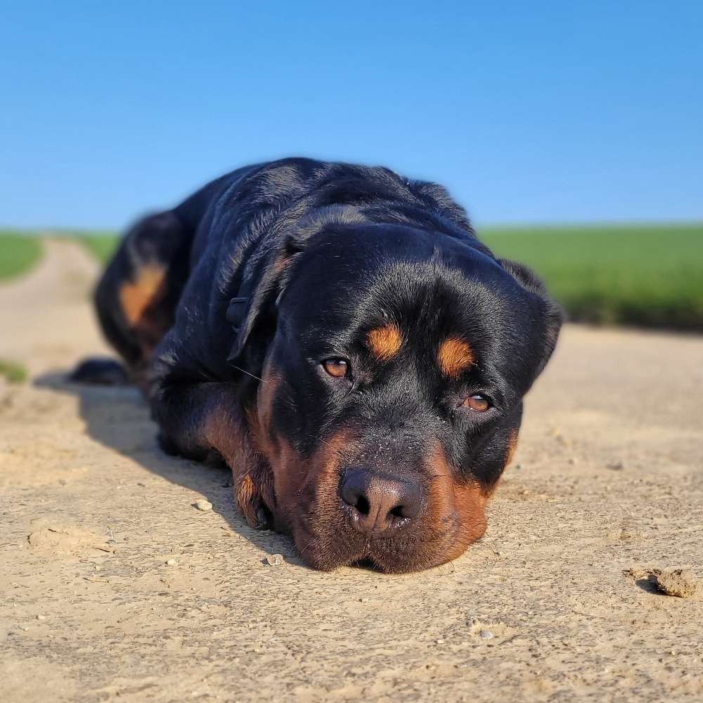 Hundetreffen-❤️Gemeinsam Gassi❤️-Profilbild