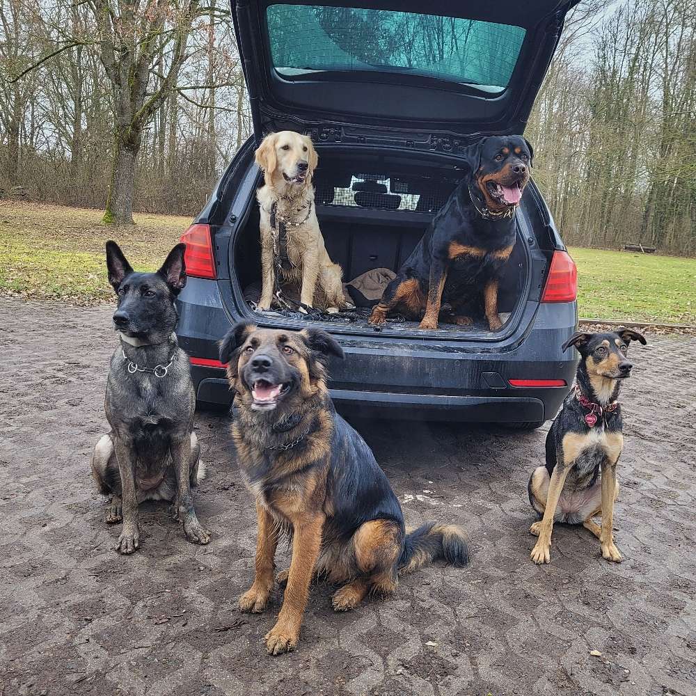 Hundetreffen-Socialwalks ohne Leine-Profilbild