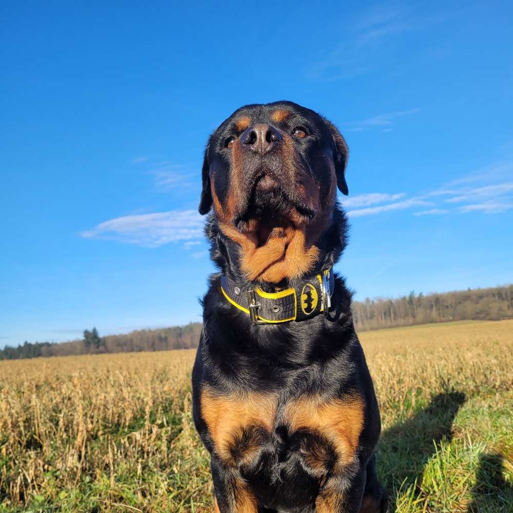 Hundetreffen-❤️Gemeinsam Gassi❤️-Profilbild