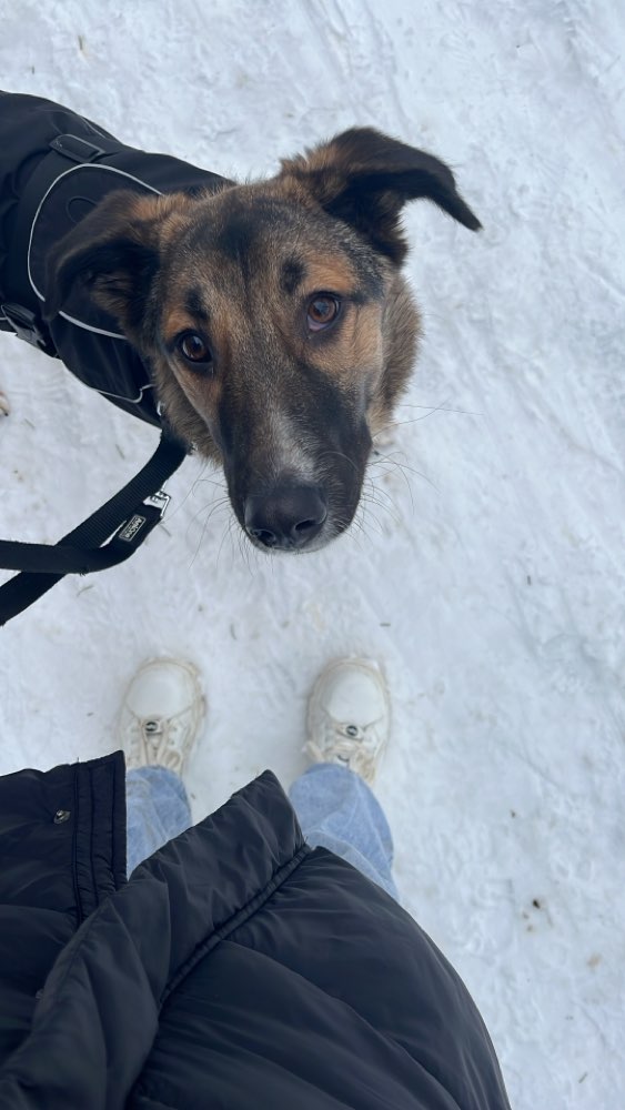 Hundetreffen-Spielgefährte gesucht-Profilbild