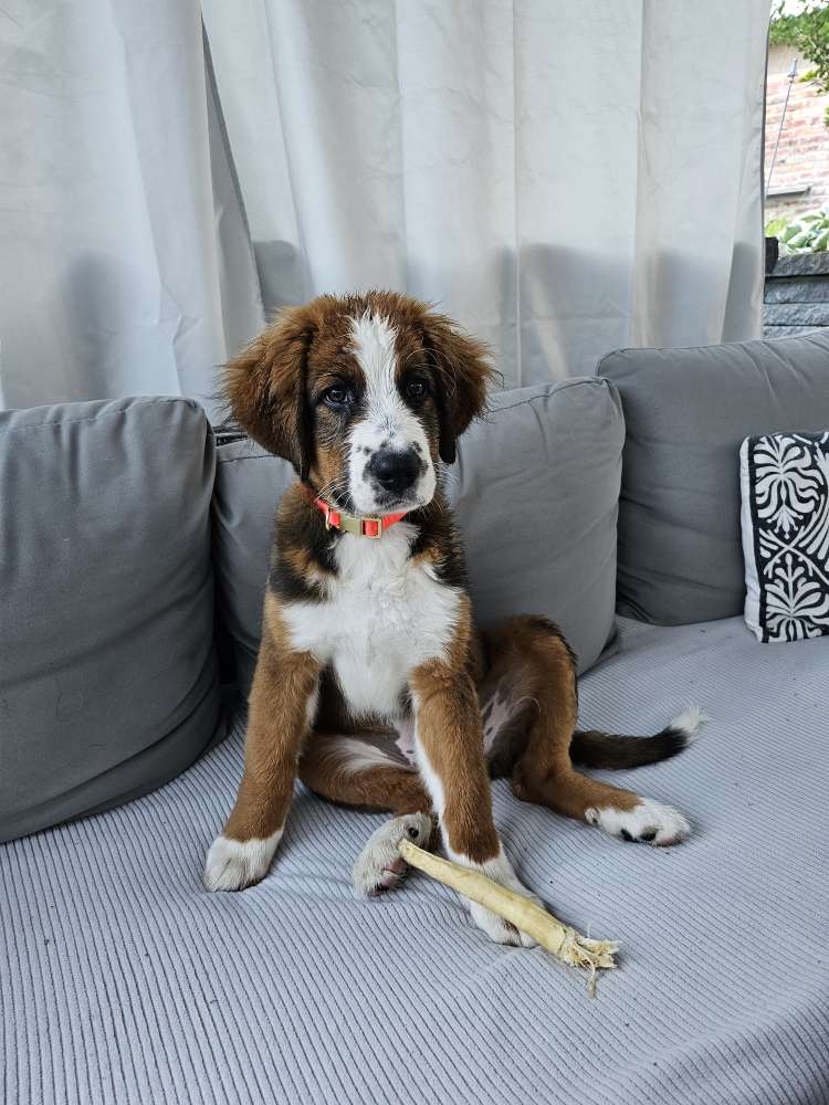 Hundetreffen-Spieltreffen für Welpen-Profilbild