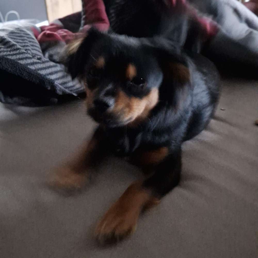 Hundetreffen-Gassi gehen-Profilbild