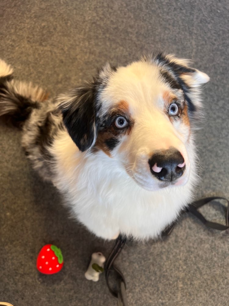 Hundetreffen-Spielkameraden gesucht!!!-Profilbild